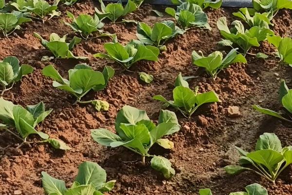 大头菜的种植技术，春、秋两季均能进行