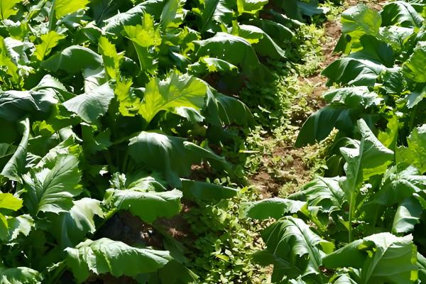 大头菜的种植技术，春、秋两季均能进行