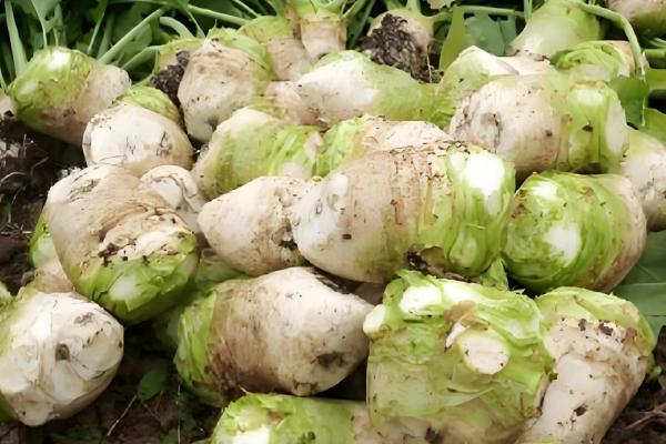 大头菜的种植技术，春、秋两季均能进行