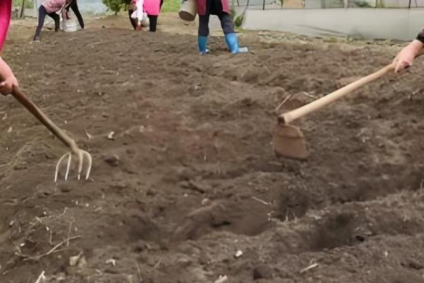 大蒜何时种植，3-4月份、9-10月份均可栽培