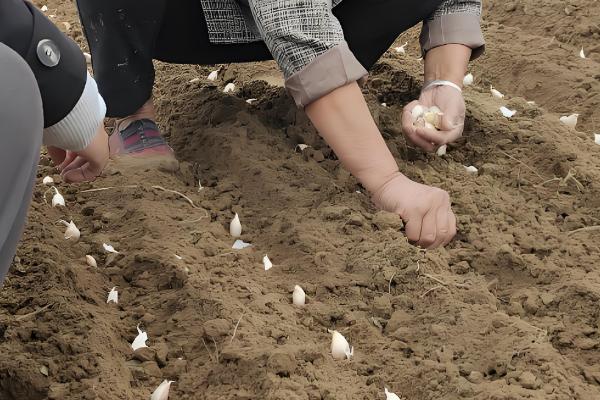 大蒜何时种植，3-4月份、9-10月份均可栽培