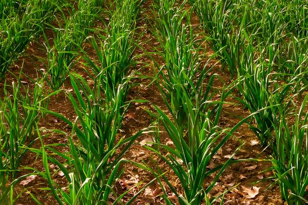 大蒜何时种植，3-4月份、9-10月份均可栽培