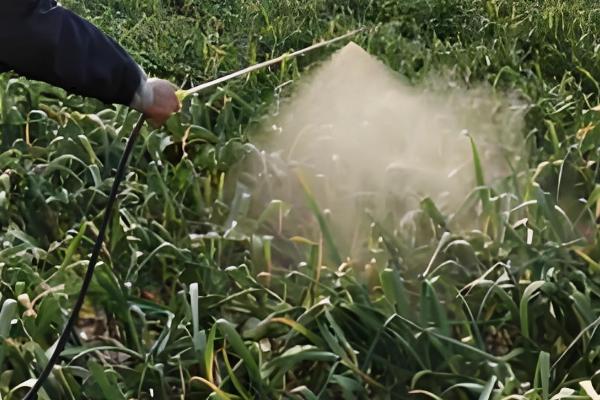 大蒜何时种植，3-4月份、9-10月份均可栽培