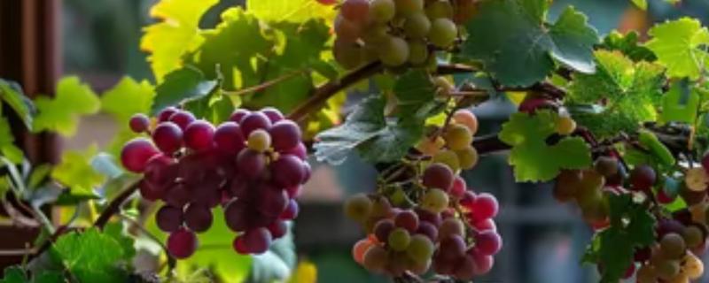葡萄绿枝的嫁接方法，适合在夏季6月份进行