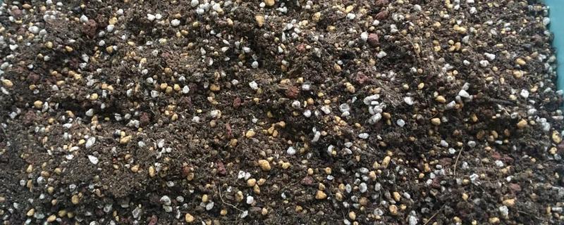 多肉植物怎么配花土，可用花园土、腐叶土等混合