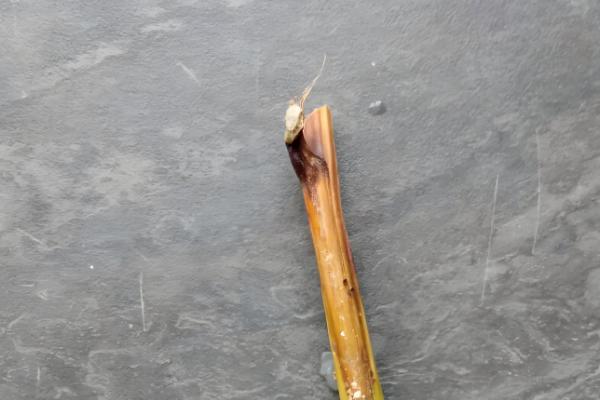 芍药能不能扦插，适合在4-6月份扦插