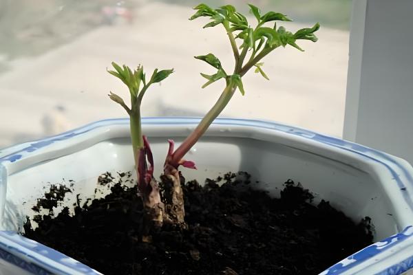 芍药能不能扦插，适合在4-6月份扦插