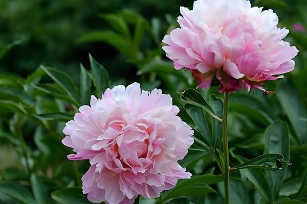 芍药能不能扦插，适合在4-6月份扦插