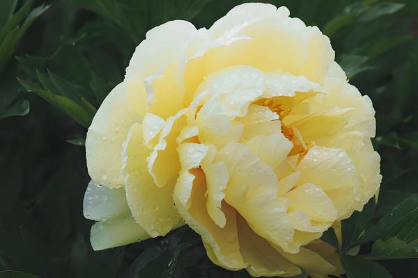 芍药能不能扦插，适合在4-6月份扦插