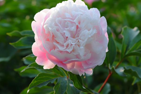 芍药能不能扦插，适合在4-6月份扦插