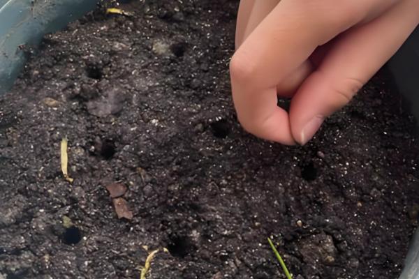 凤仙花什么时候播种，于每年4月初播种