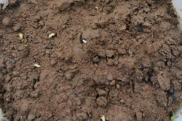 凤仙花什么时候播种，于每年4月初播种