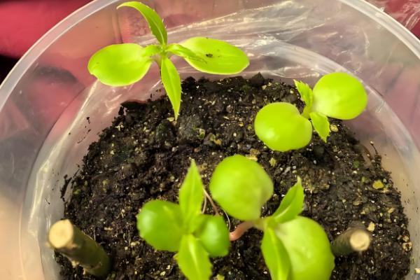 凤仙花什么时候播种，于每年4月初播种