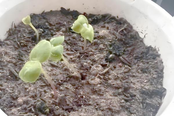 凤仙花什么时候播种，于每年4月初播种