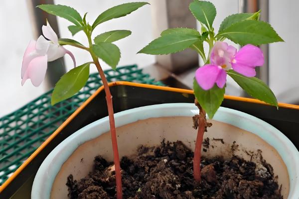 凤仙花什么时候播种，于每年4月初播种