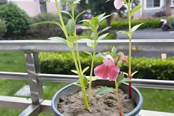 凤仙花什么时候播种，于每年4月初播种