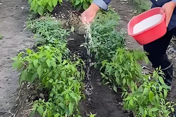 自己种蔬菜施什么肥，种植前施入牛粪作为基肥