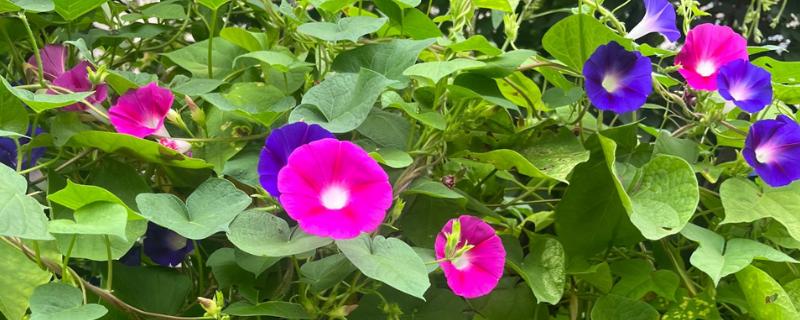 牵牛花的白色汁液是否有毒，不会危害人体可以放心养护