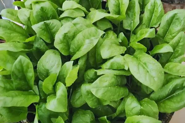 自己种蔬菜施什么肥，种植前施入牛粪作为基肥