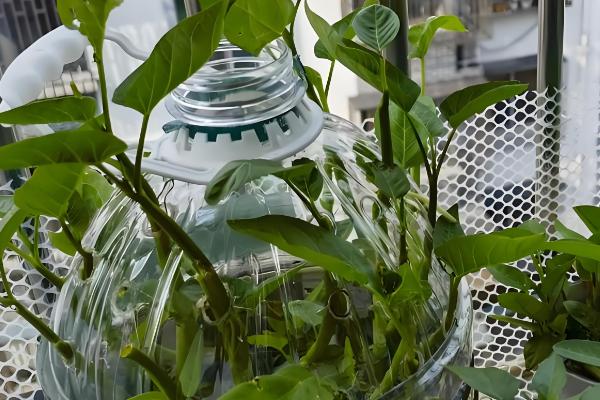 自己种蔬菜施什么肥，种植前施入牛粪作为基肥