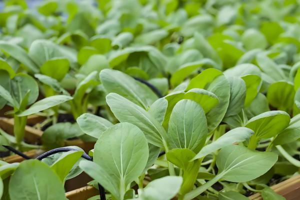 自己种蔬菜施什么肥，种植前施入牛粪作为基肥