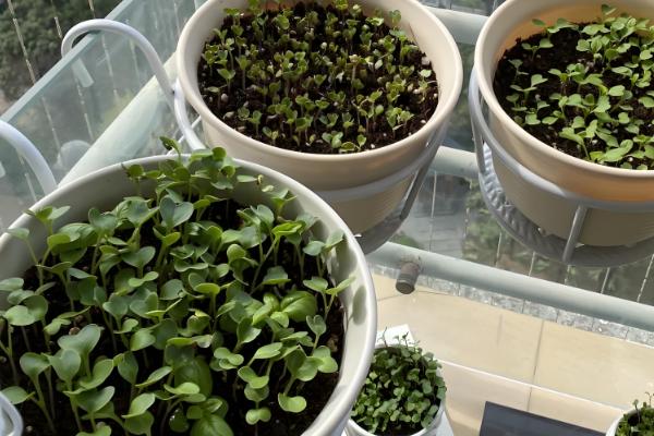 自己种蔬菜施什么肥，种植前施入牛粪作为基肥