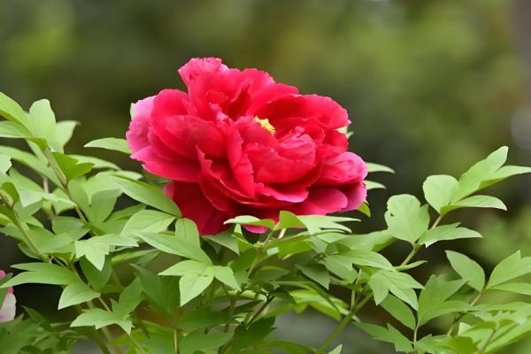 送牡丹花的寓意,寓意高贵典雅、富贵吉祥等