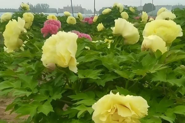 送牡丹花的寓意,寓意高贵典雅、富贵吉祥等