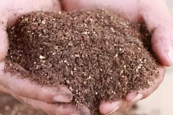 招财树怎么养殖,每隔3-4天浇一次水