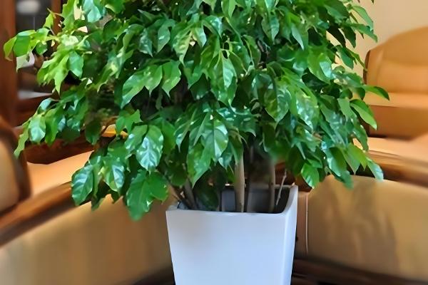 招财树怎么养殖,每隔3-4天浇一次水