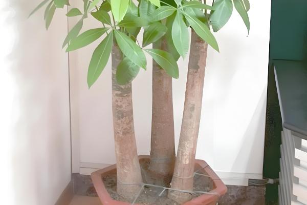 招财树怎么养殖,每隔3-4天浇一次水