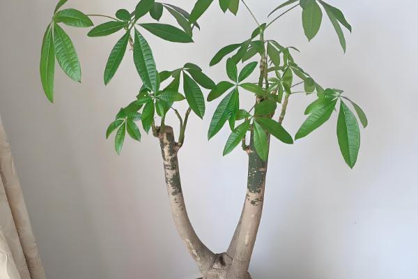 招财树怎么养殖,每隔3-4天浇一次水