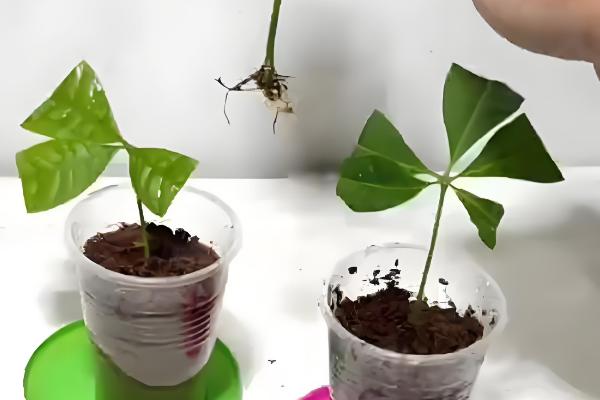 招财树怎么养殖,每隔3-4天浇一次水