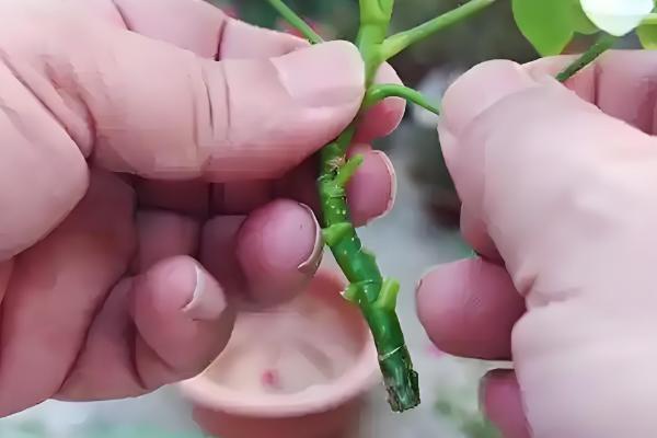 招财树怎么养殖,每隔3-4天浇一次水