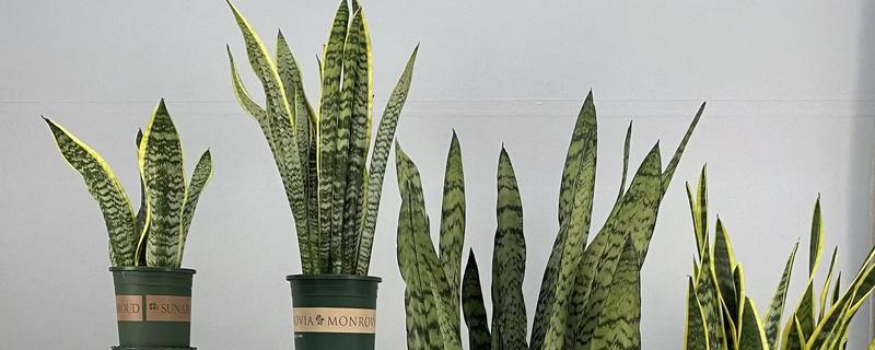 金边虎皮兰多久浇水一次，根据季节调整浇水频率