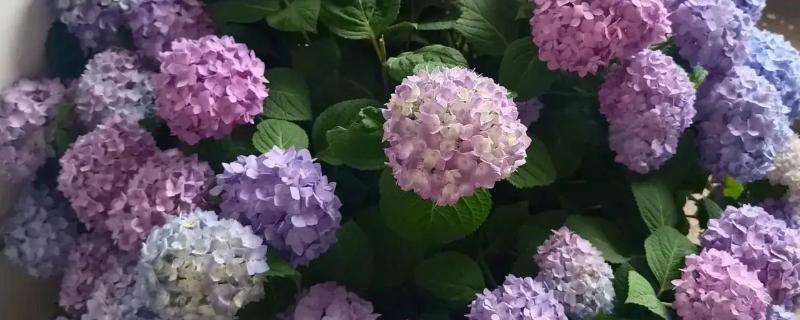 绣球养爆盆的方法，生长需要充足的光照