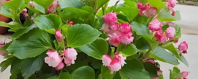 秋海棠有什么花语，具有苦恋、富贵满堂等含义