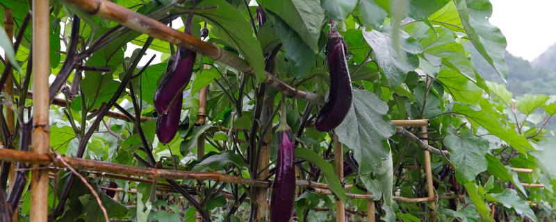 露地茄子剪枝的再生栽培技术，应当施加足够的基肥