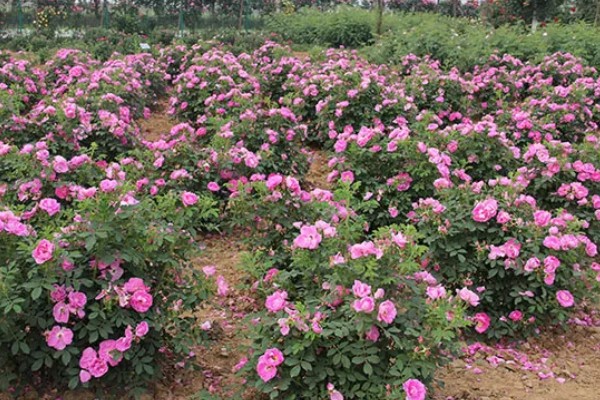 四季玫瑰的养殖方法，选用微酸性的沙质土壤种植