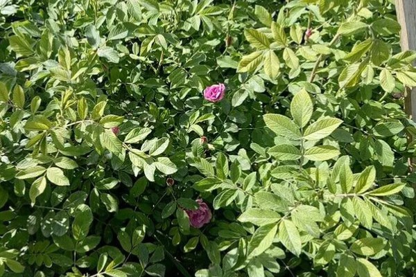 四季玫瑰的养殖方法，选用微酸性的沙质土壤种植