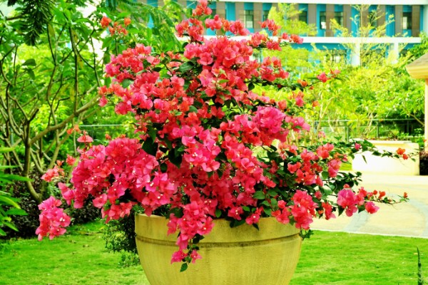 三角梅11月份落叶是否正常，降温后植株开始休眠就会落叶