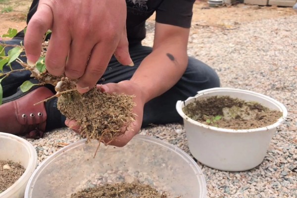 三角梅11月份落叶是否正常，降温后植株开始休眠就会落叶