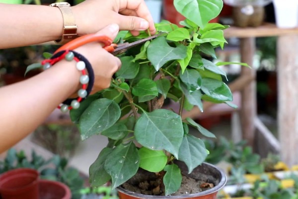 三角梅11月份落叶是否正常，降温后植株开始休眠就会落叶