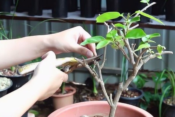 三角梅11月份落叶是否正常，降温后植株开始休眠就会落叶