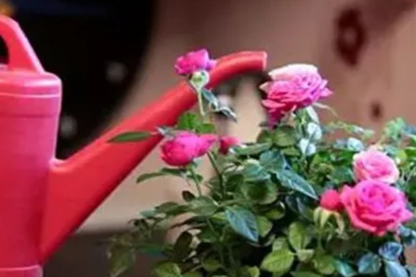 四季玫瑰的养殖方法，选用微酸性的沙质土壤种植