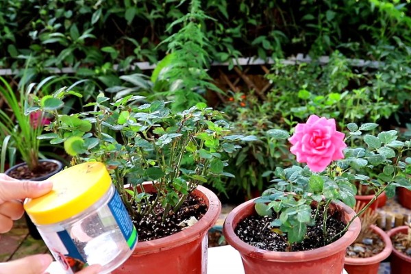 四季玫瑰的养殖方法，选用微酸性的沙质土壤种植