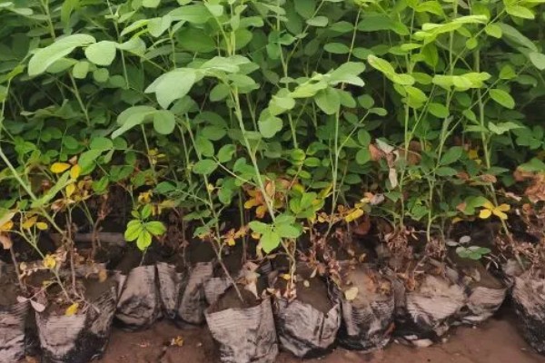 四季玫瑰的养殖方法，选用微酸性的沙质土壤种植