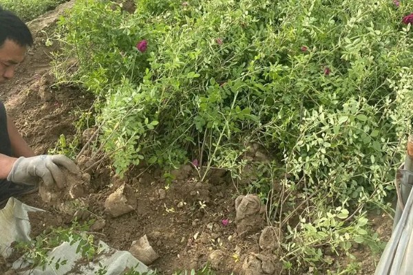 四季玫瑰的养殖方法，选用微酸性的沙质土壤种植