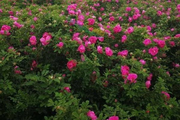 四季玫瑰的养殖方法，选用微酸性的沙质土壤种植