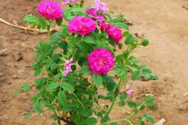 四季玫瑰的养殖方法，选用微酸性的沙质土壤种植